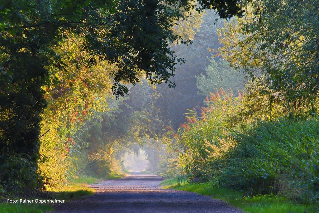 Rheinauen bei Ingelheim 1