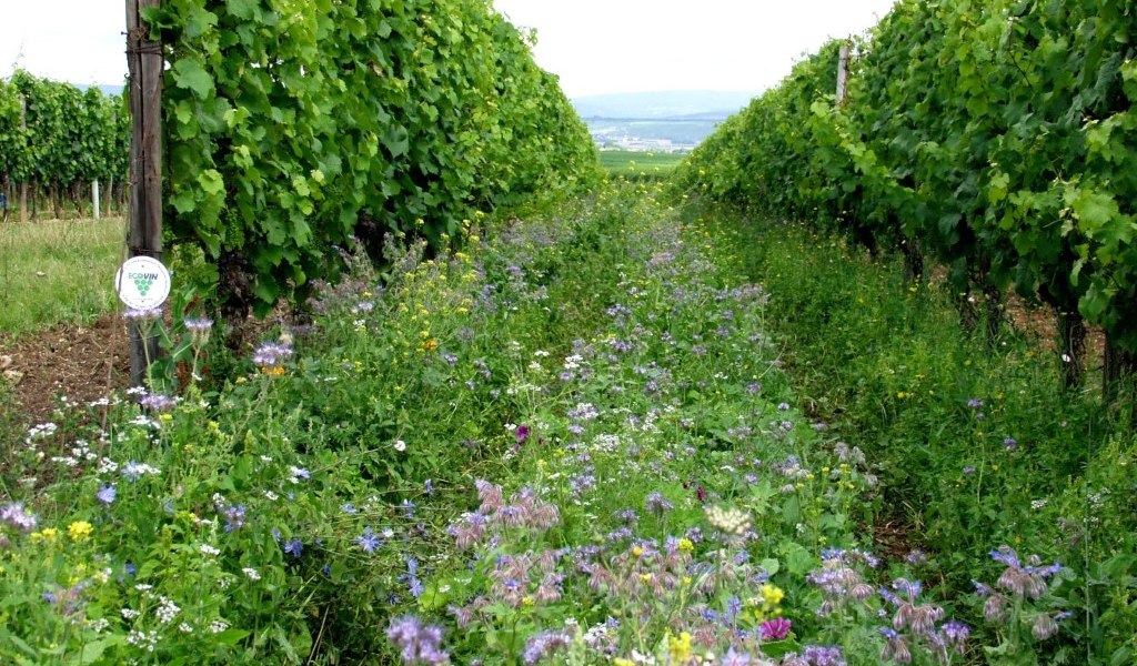 Bruehler-yard greening, © Weingut Brühler Hof