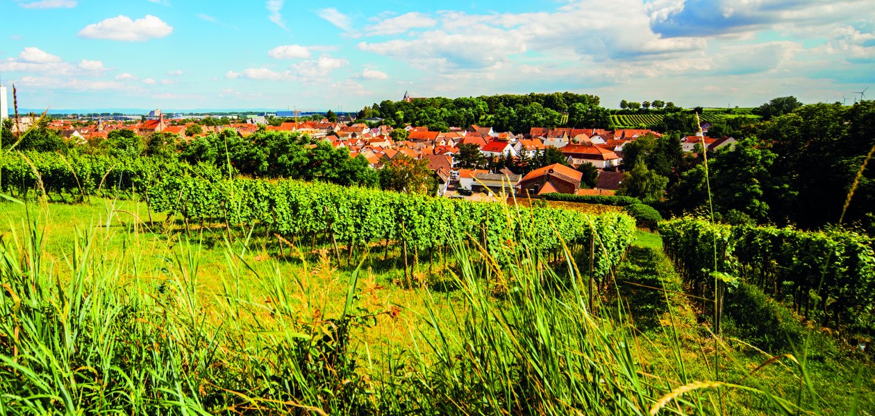 © Weingut Steinmühle