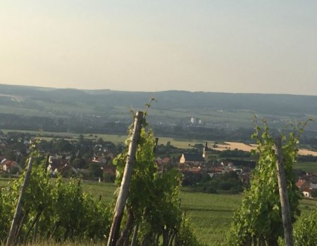 FamilienWeinGut Feser_Weinber, © FamilienWeinGut Feser