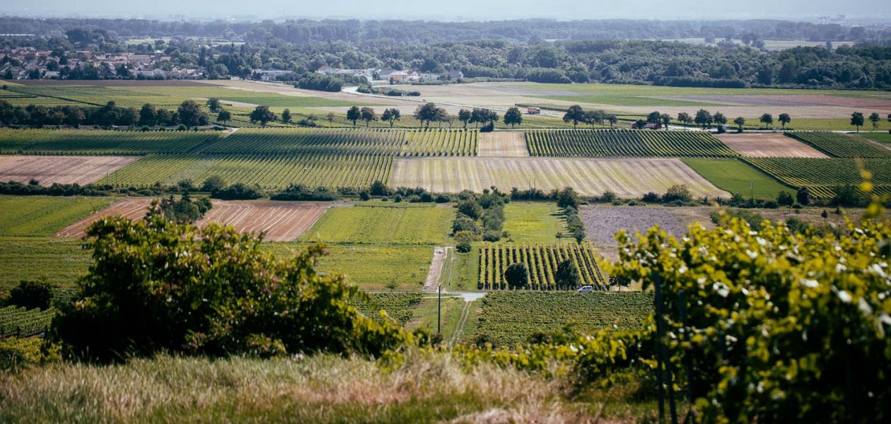 Weingut Listmann_Weinbergerheinterrasse, © Weingut Listmann