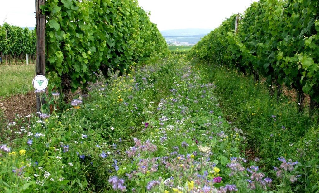 Weingut Brühler Hof_Begruenung, © Weingut Brühler Hof