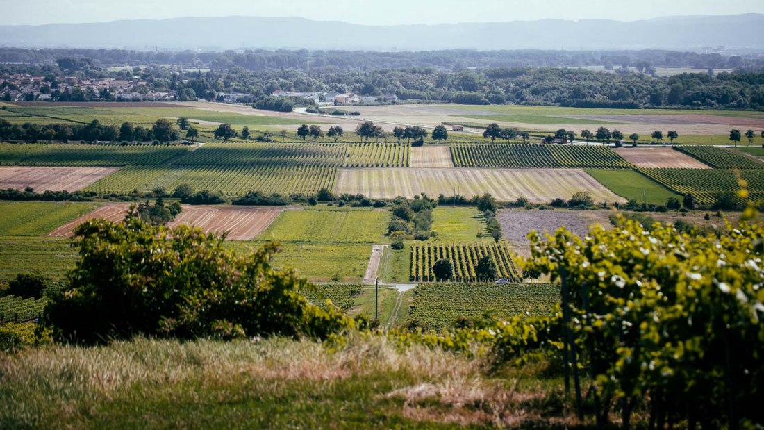 Weingut Listmann_Weinbergerheinterrasse, © Weingut Listmann