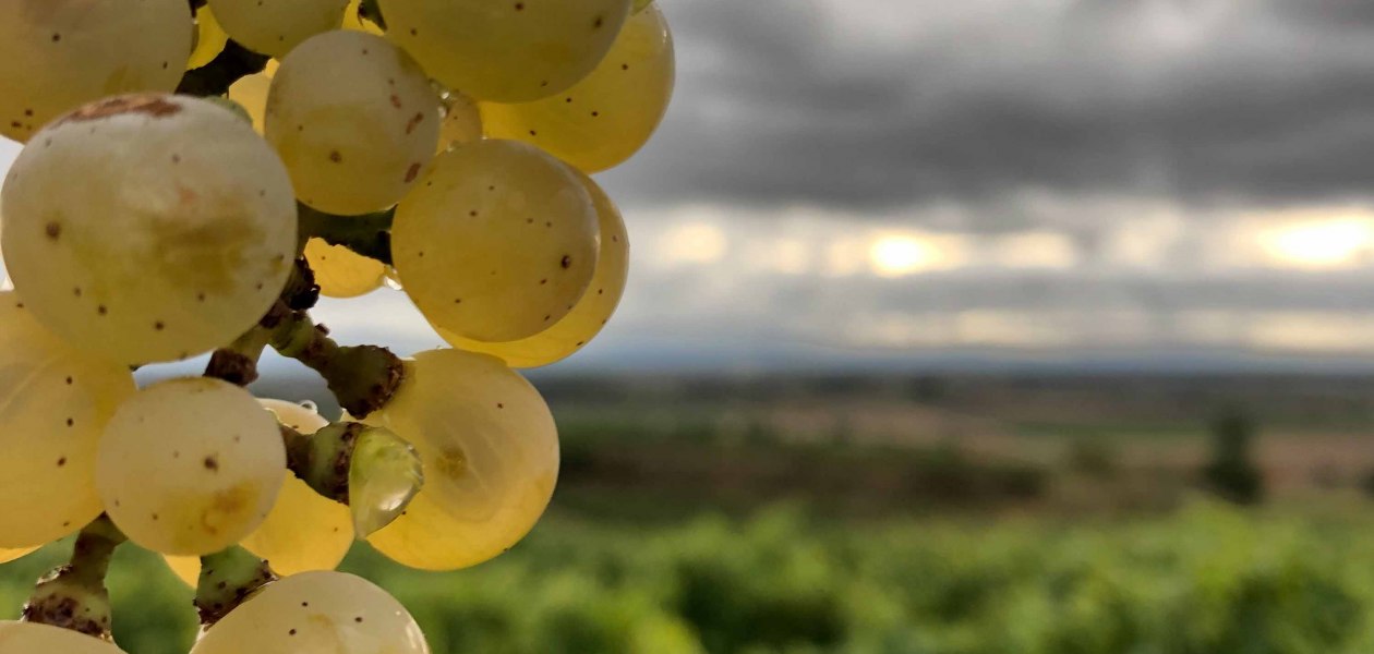 winery-bender-grapes_2, © Weingut Bender