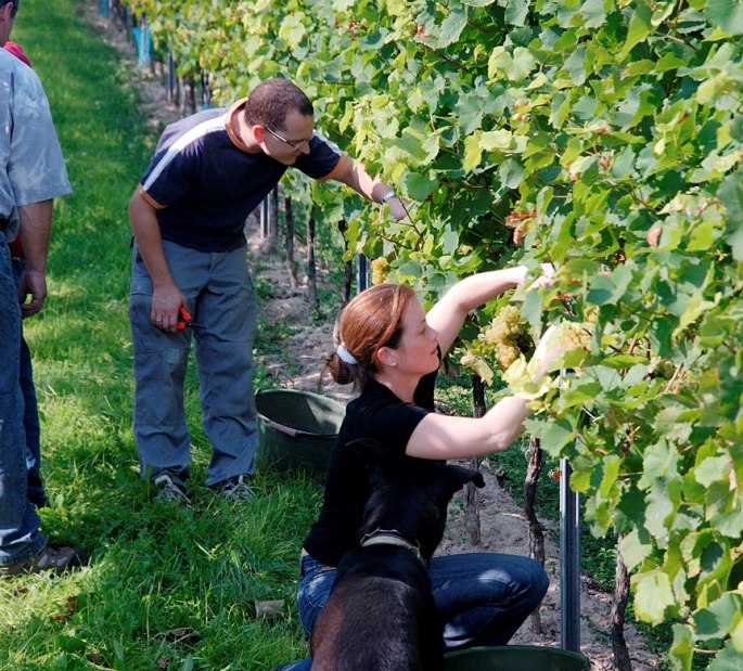 Weingut Lamberth_Weinlese, © Weingut Lamberth