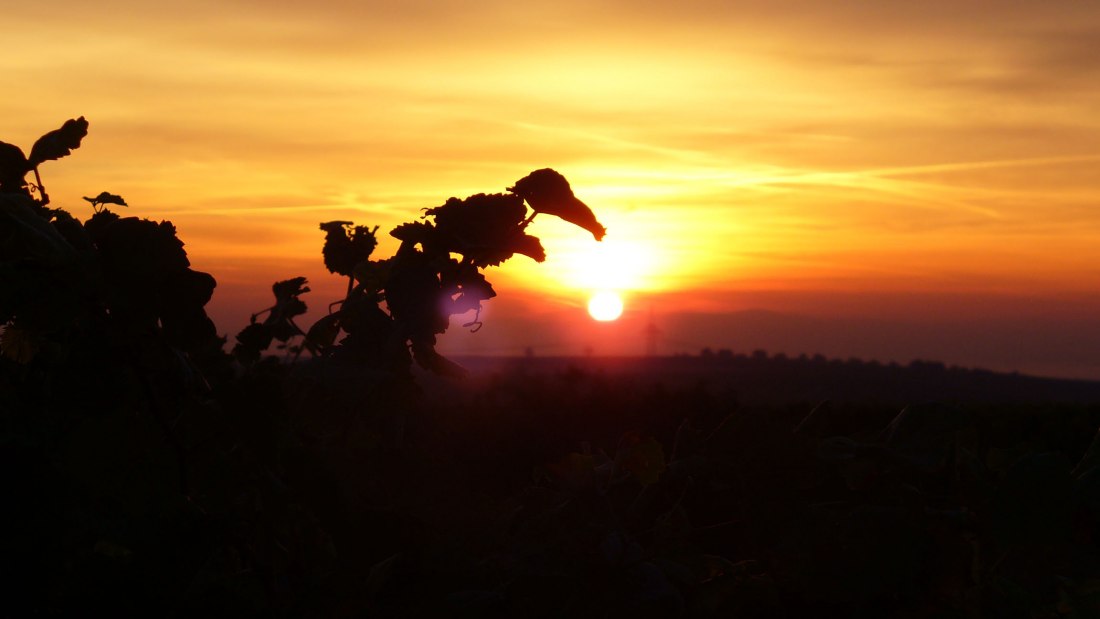 PFAFF WEINE_Sonnenaufgang, © PFAFF WEINE