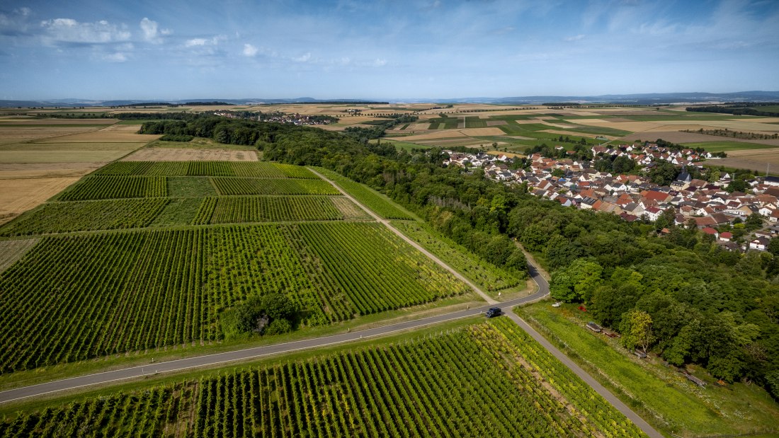 Nieder-Hilbersheimer Steinacker-076 Kopie