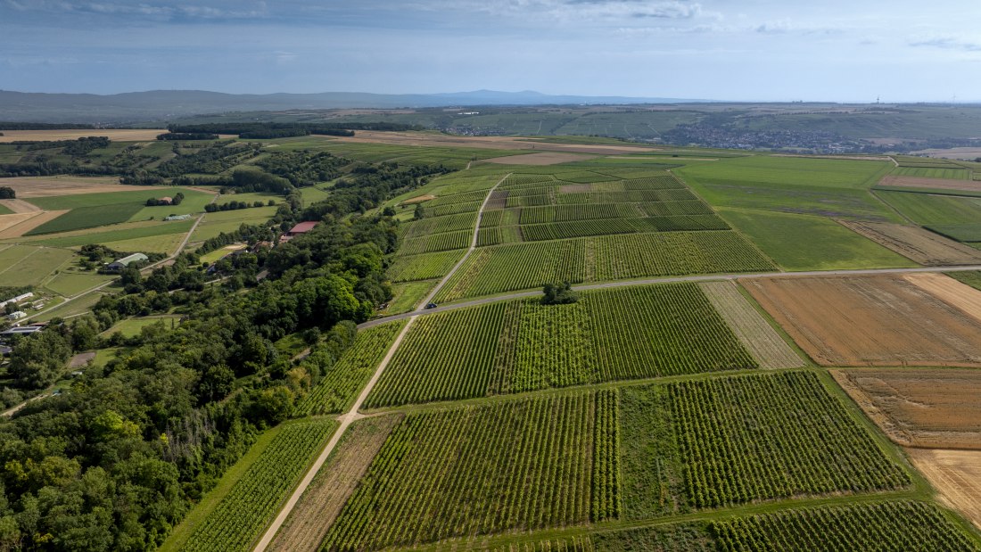 Nieder-Hilbersheimer Steinacker-011 Kopie