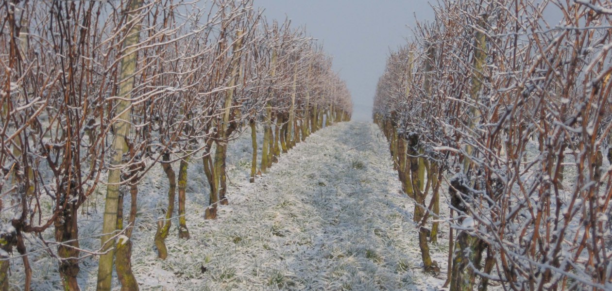 weinberge-im-schnee, © Weingut Wagner