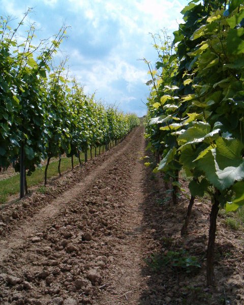 foto-laat-hoog, © Weingut Thomas-Rüb