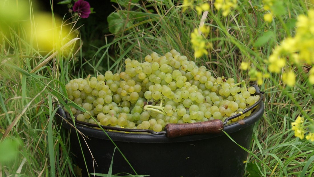 bruehler-hof-lezing, © Weingut Brühler Hof