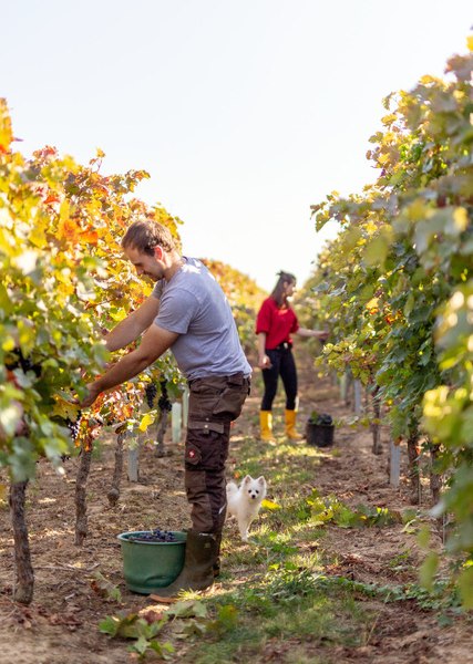 Weingut Eckert_Traubenlesen, © Weingut Eckert