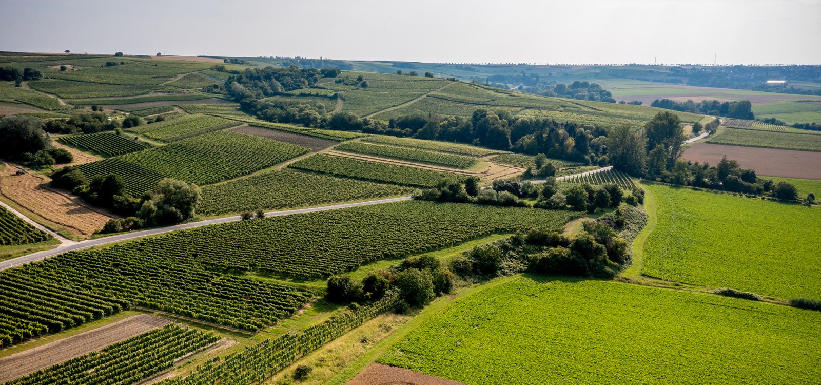 Saulheimer Schloßberg