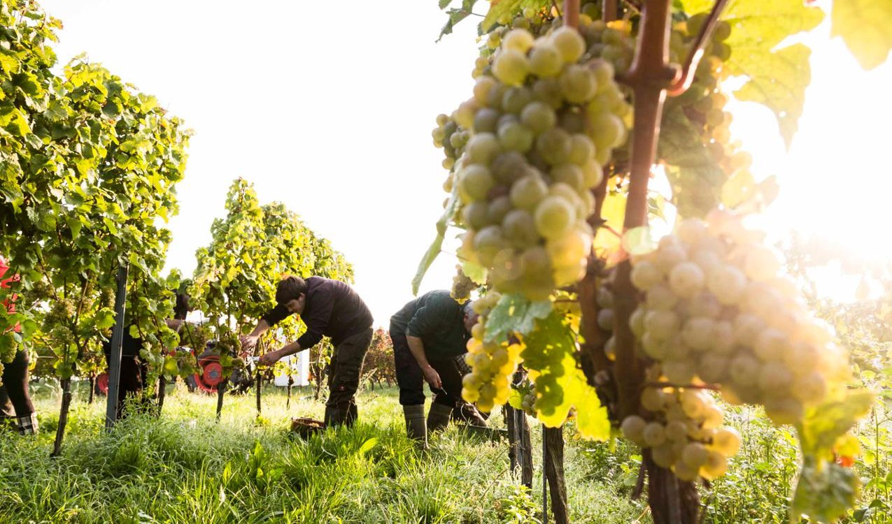 Weingut Freitag_Weinberg, © Weingut Freitag