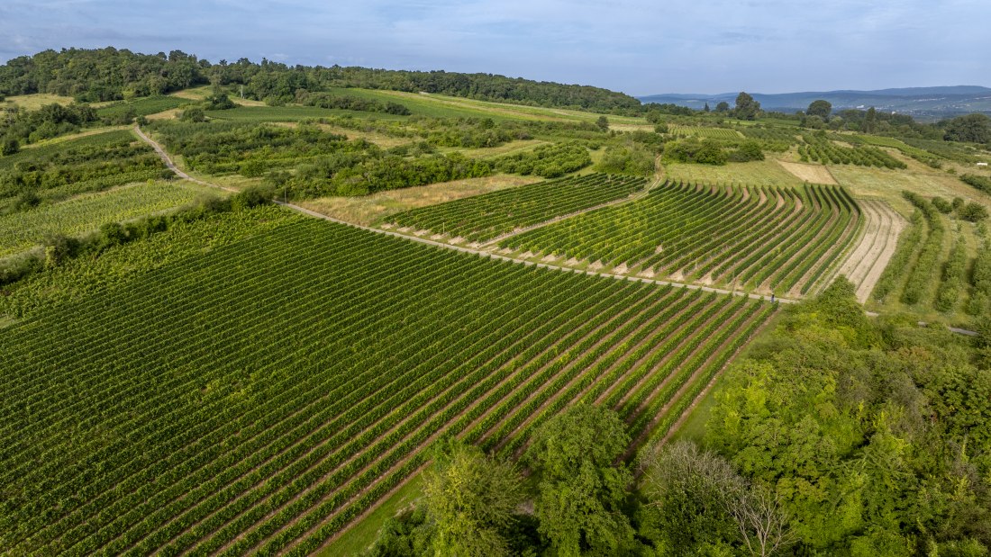 Heidesheimer Geißberg, © Torsten Silz