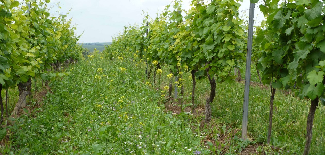 living-vineyard-internet, © Weingut Pfleger