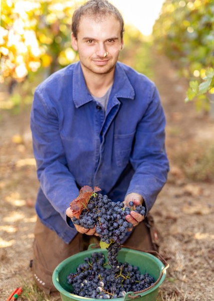 Weingut Eckert_Trauben, © Weingut Eckert