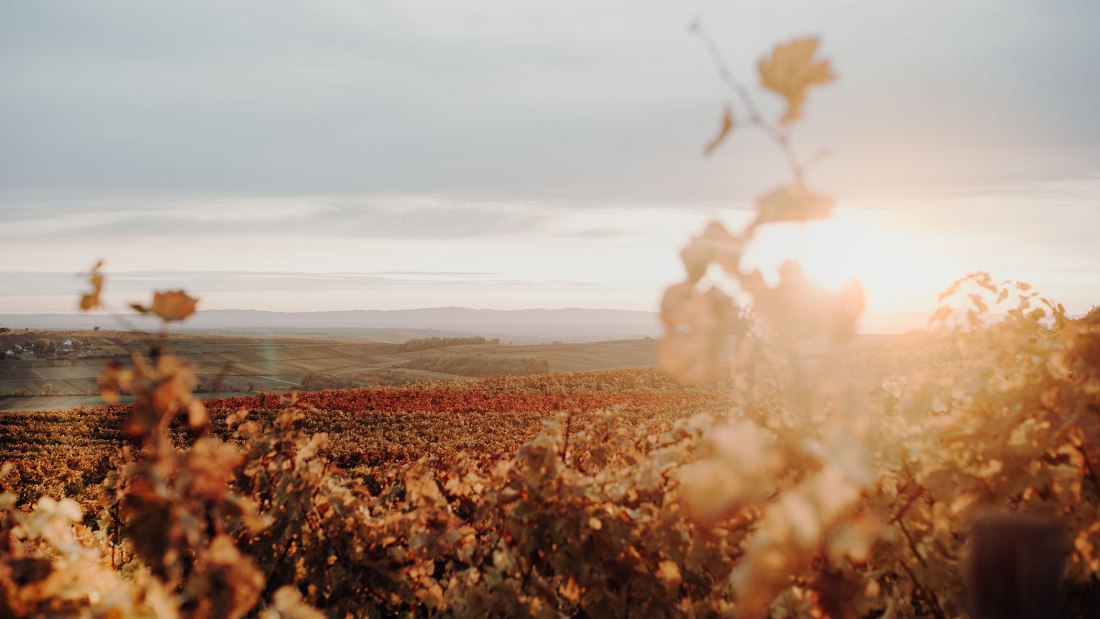 Weingut Hungermüller_Weinreben, © Weingut Hungermüller