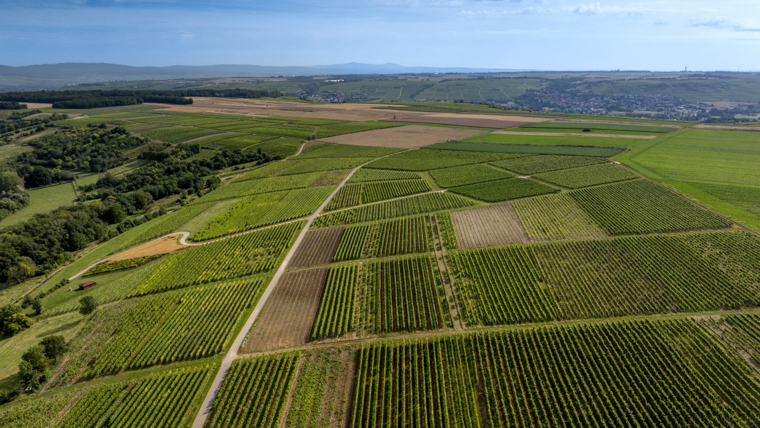 Nieder-Hilbersheimer Steinacker, © Torsten Silz