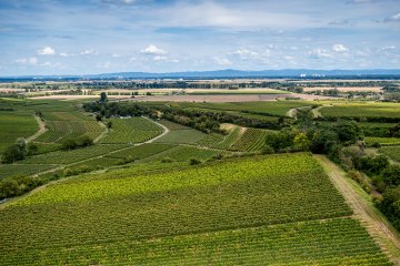 Bechtheimer Stein