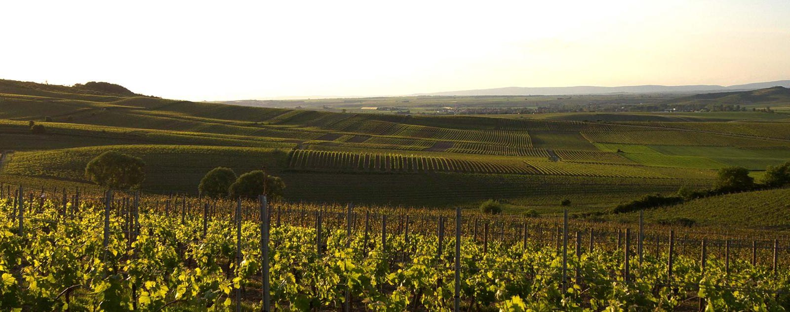 Weinberge1, © Weingut Uwe Spies