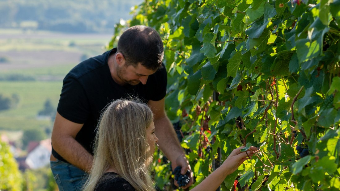 Weingut Deiß_Weinlese, © Weingut Deiß