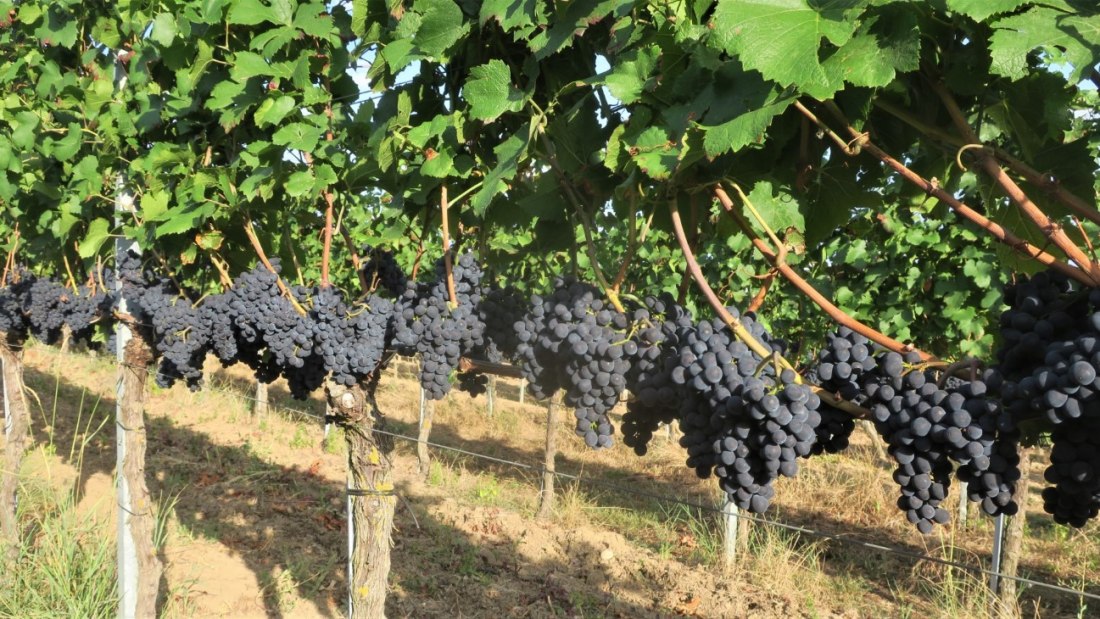 Bruehler-hof-Pinot Noir Précoce, © Weingut Brühler Hof