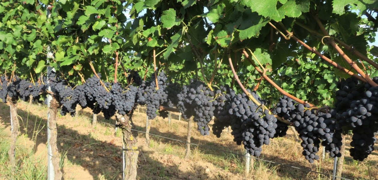 Bruehler-hof-Pinot Noir Précoce, © Weingut Brühler Hof