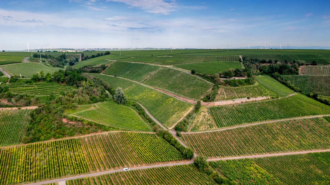 Niersteiner Brudersberg