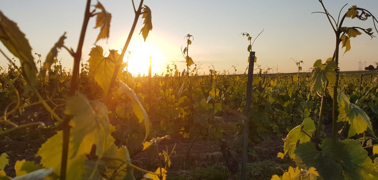 Weingut Johann P. Beyer_Landschaft, © Weingut Johann P. Beyer