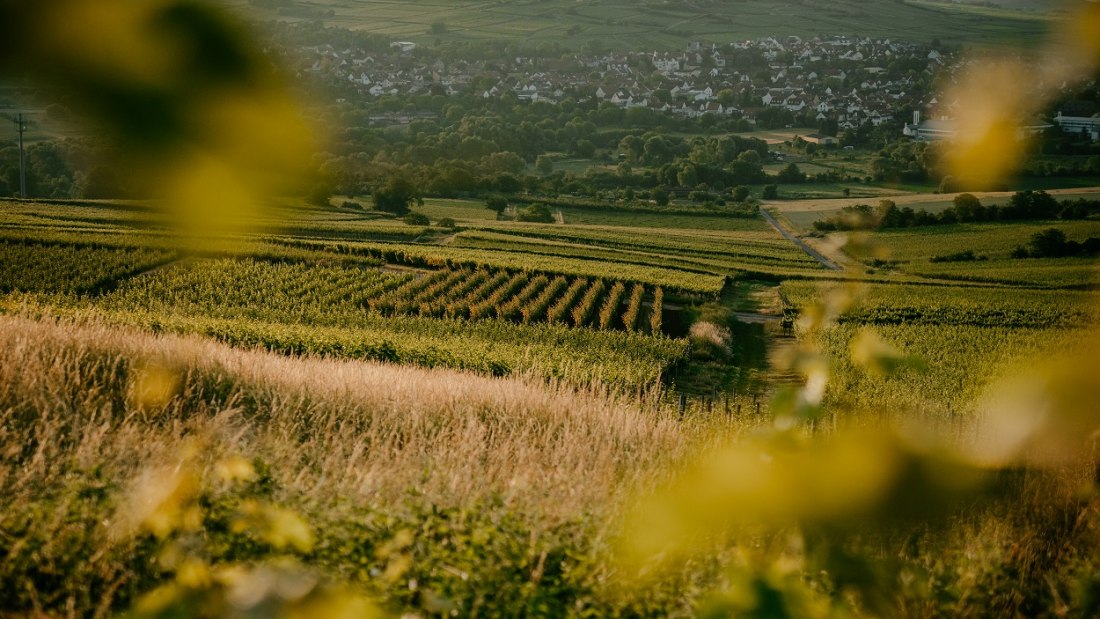 © Weingut Finkenauer-Franz