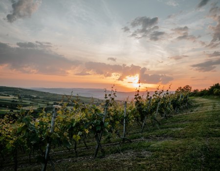 Weingut Finkenauer-Franz_Weinberg, © Weingut Finkenauer-Franz