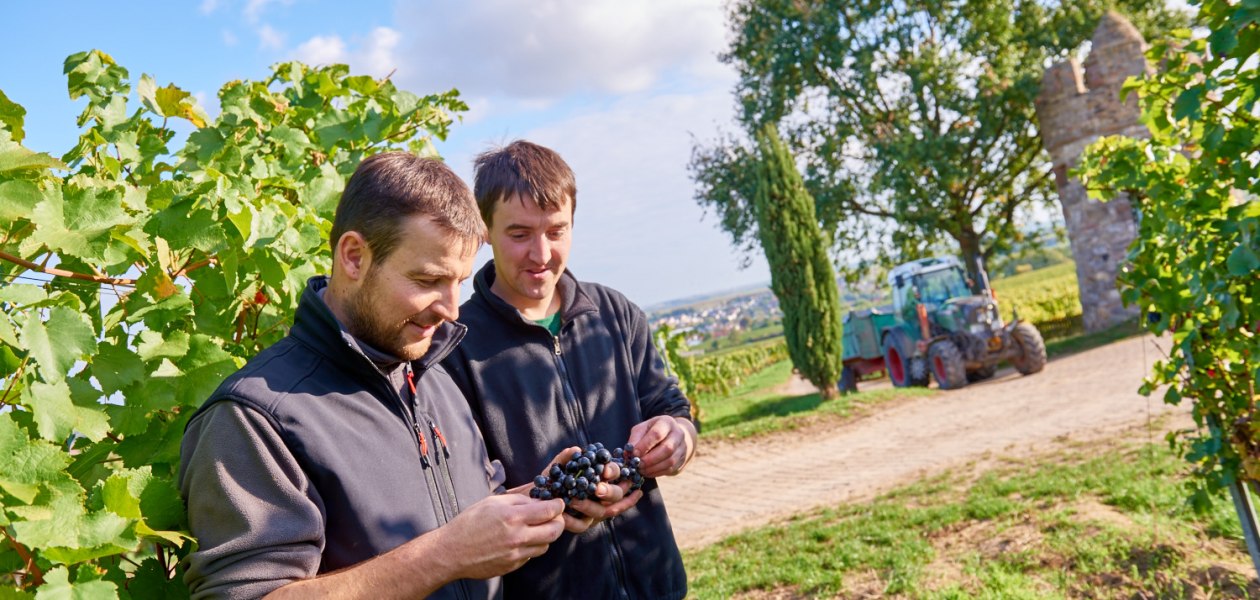 20151009_d800_7876_preview, © Weingut Geil