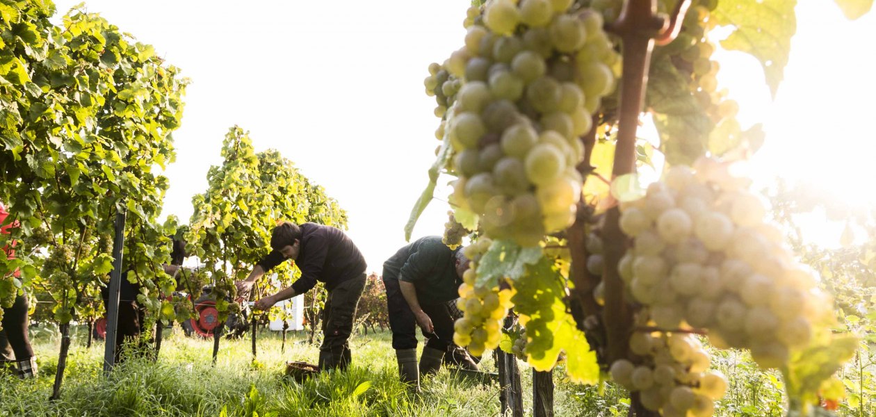 Weingut Freitag_Weinberg, © Weingut Freitag