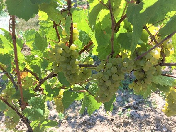 Weingut Boller-Klonek_Trauben, © Weingut Boller-Klonek