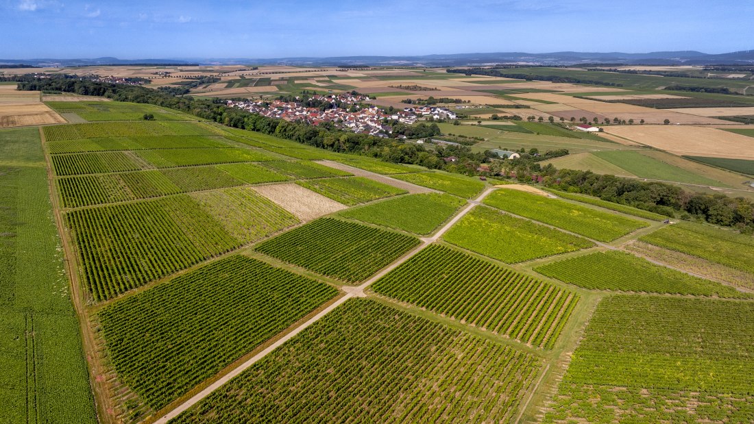 Nieder-Hilbersheimer Steinacker-062 Kopie