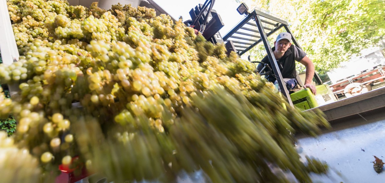 Weingut Helmut Geil_Traubenverarbeitung, © Weingut Helmut Geil