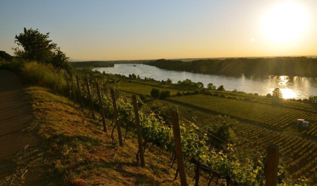 Rode helling, © Weingut Eimermann - Domtalhof