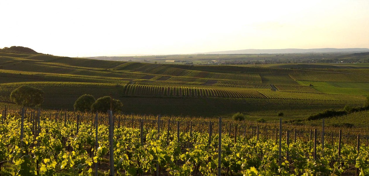 Weinberge1, © Weingut Uwe Spies