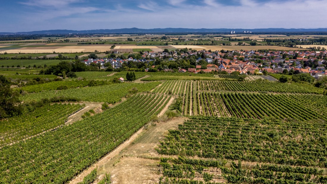 Mettenheimer Schlossberg