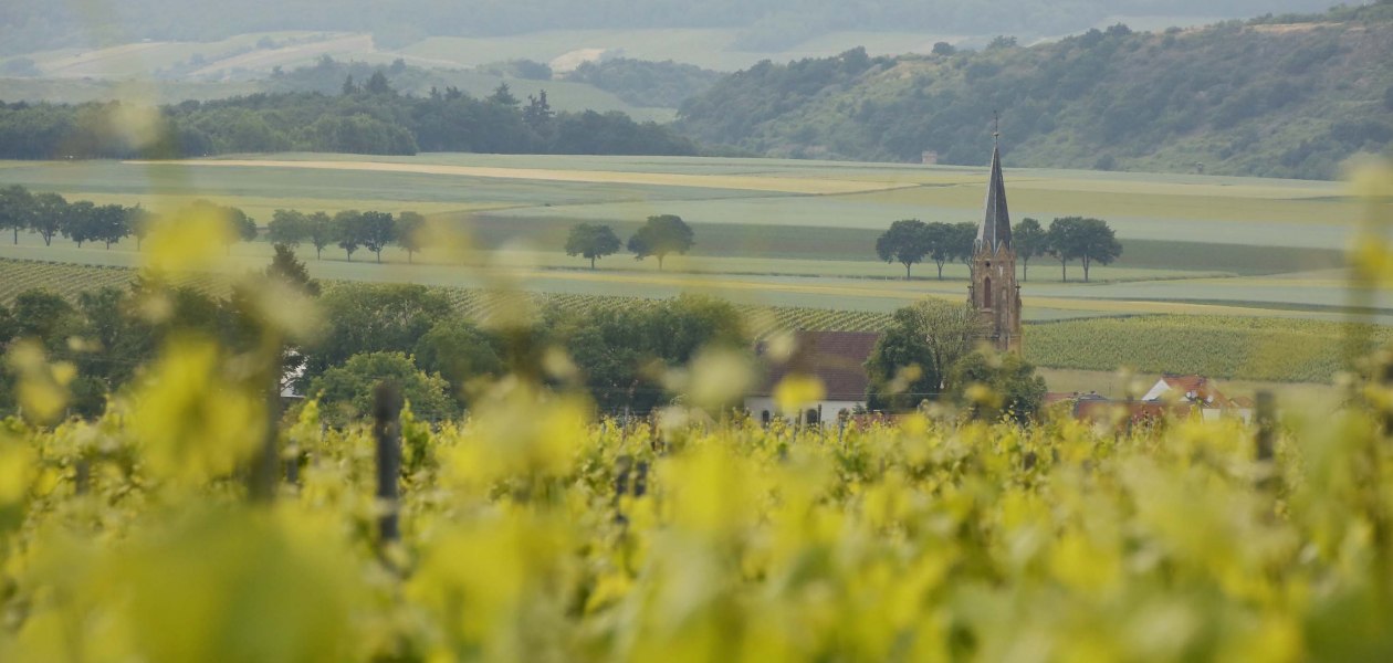 Weingut Steitz_Stein-Bockenheim 2, © Weingut Steitz