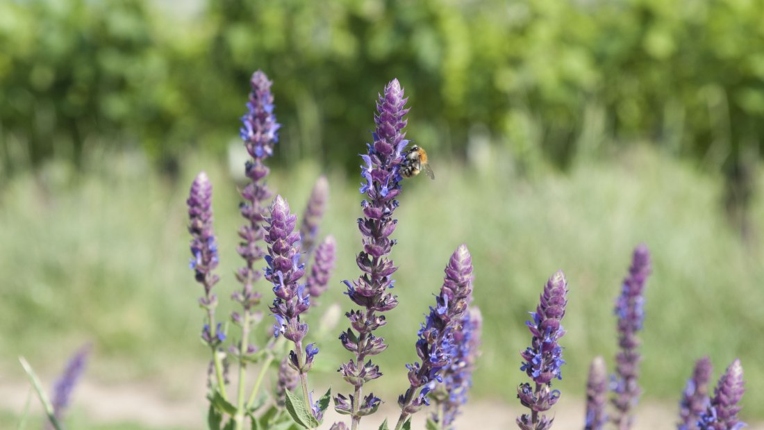 Weingut Rettig_Pflanzen, © Weingut Rettig