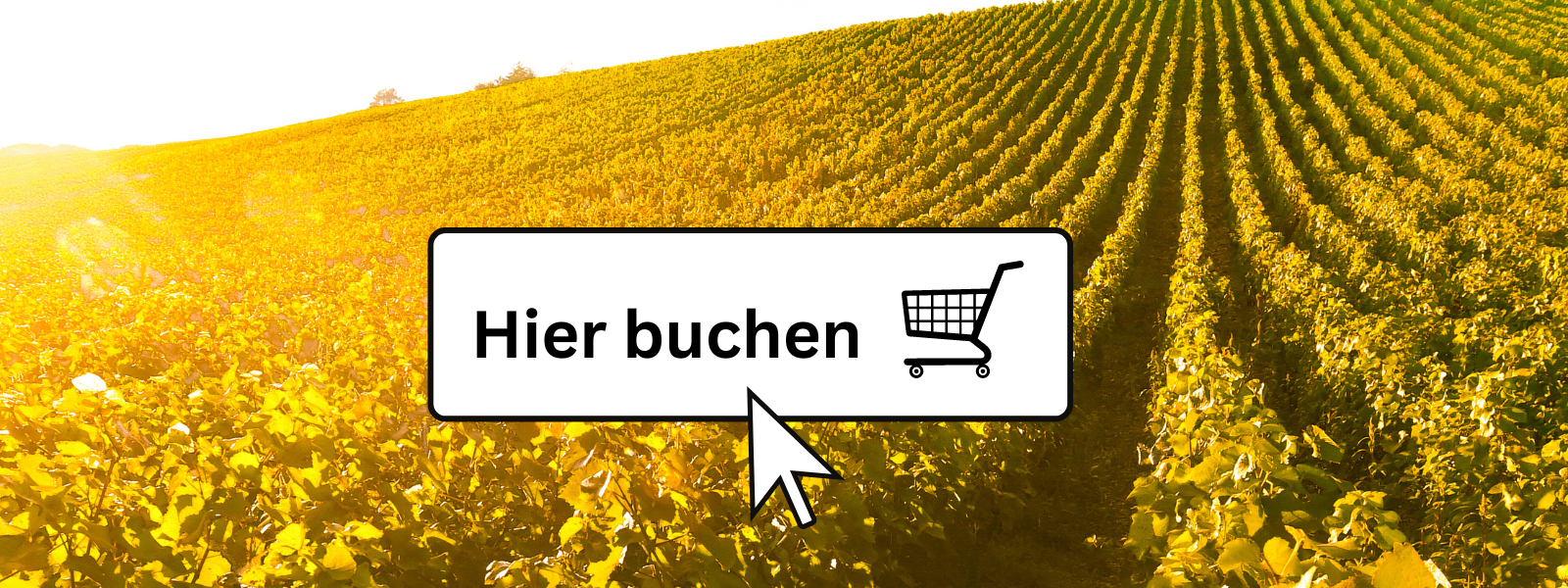 Banner Erlebnis-Shop, © Rainer Oppenheimer/Stadt Ingelheim