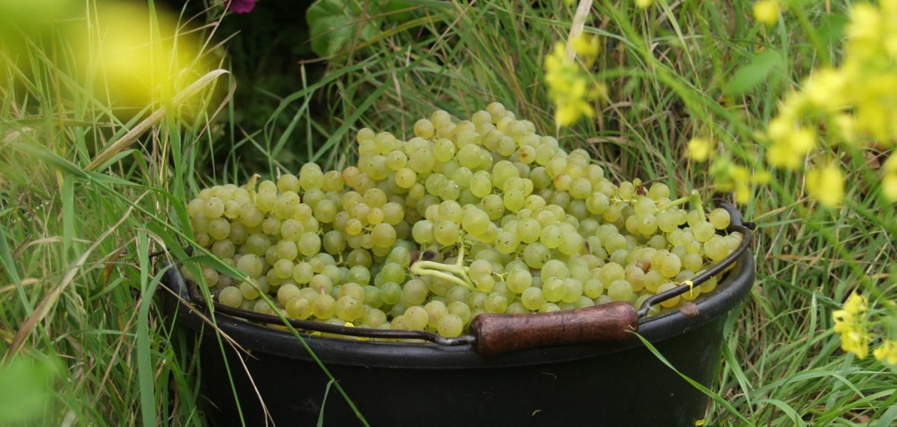 Bruehler-hof-read, © Weingut Brühler Hof