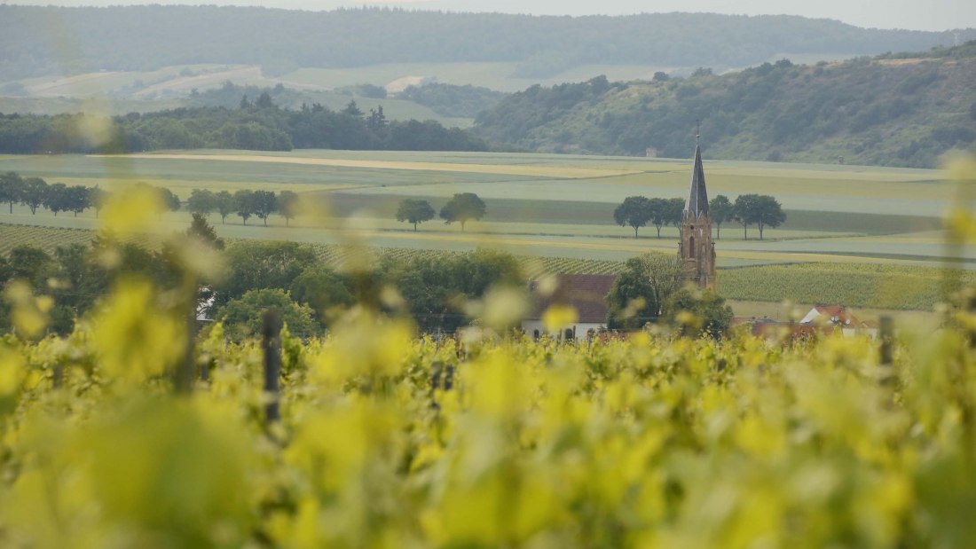 stein-bockenheim_1i, © Weingut Steitz