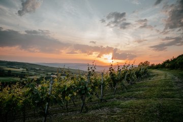 Weingut Finkenauer-Franz_Weinberg, © Weingut Finkenauer-Franz