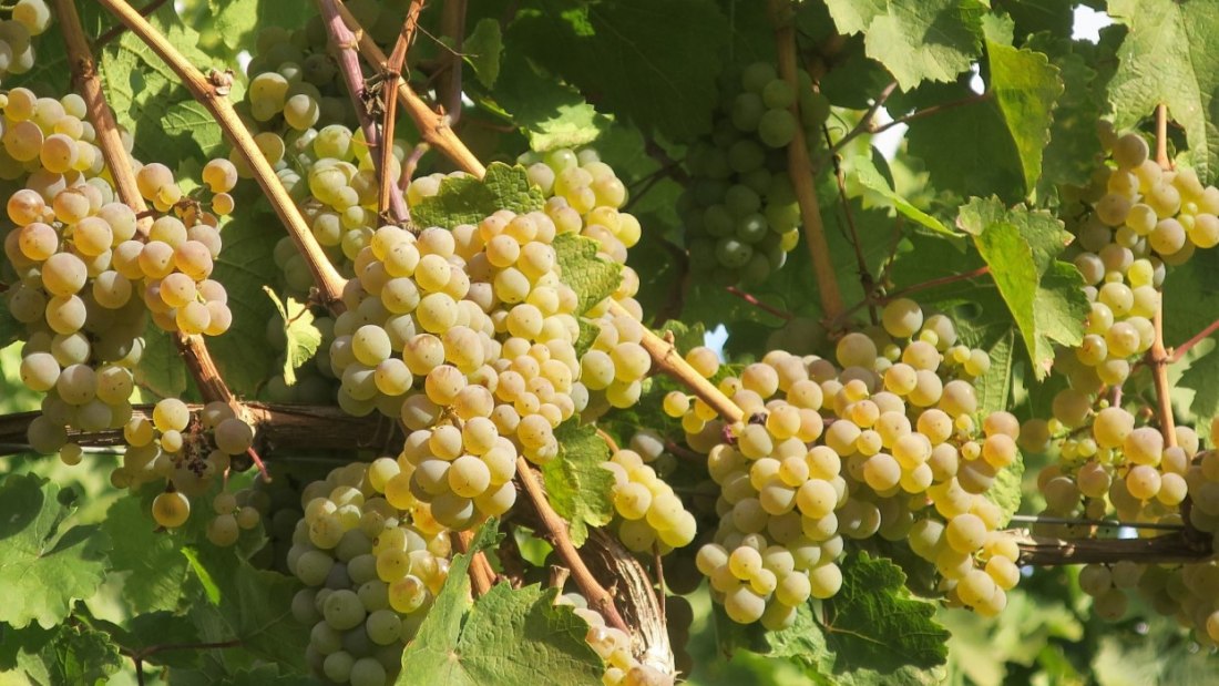 Weingut Brühler Hof_Riesling, © Weingut Brühler Hof