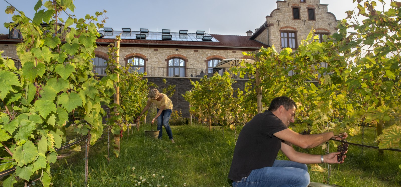 Traubenlese am Winzerkeller, © Andrea Enderlein/IKuM GmbH