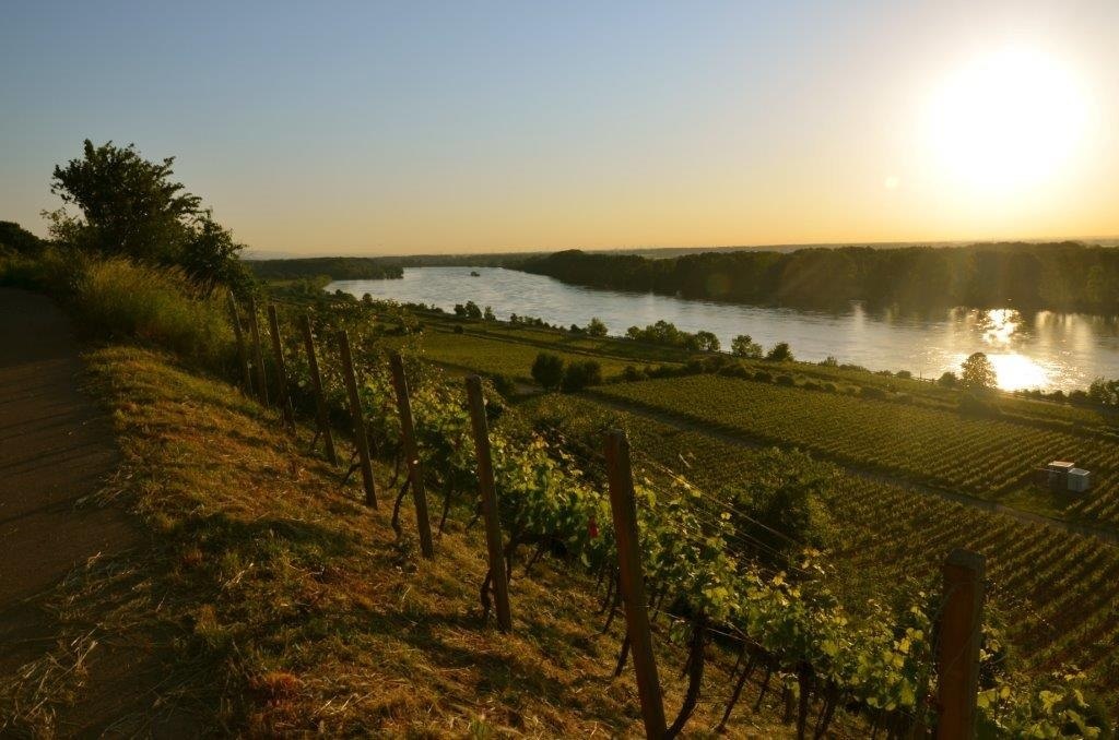 Rode helling, © Weingut Eimermann - Domtalhof