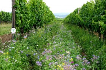 bruehler-hof-groen, © Weingut Brühler Hof